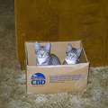 Shelby and Angel Box
